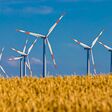 Windräder vor einem Getreidfeld und blauem Himmel.