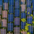 Top view of solar panels (solar cell) in solar farm with green tree and sun lighting reflect .Photovoltaic plant field.